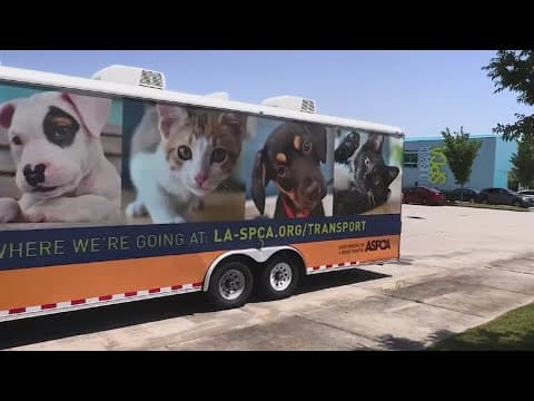How to get involved with the Louisiana SPCA