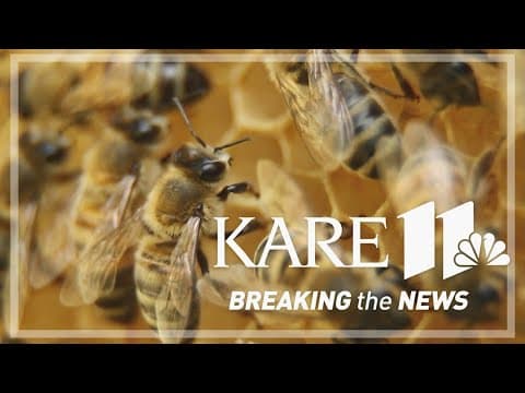 MN beekeepers say new bee vaccine will help, but isn't the cure to all their problems