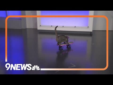 The Amazing Acro-Cats return to Denver