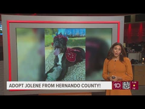 Give Jolene from Hernando a fur-ever home!