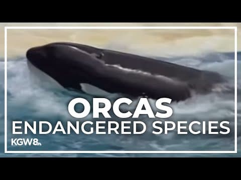 Oregon declares southern resident orcas an endangered species