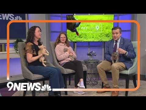 Petline9: These adorable kittens are ready for forever homes