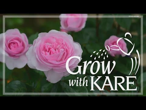 Grow with KARE: A guide to growing roses in Minnesota