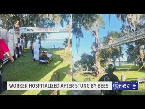 Swarm of bees attacks man working in a tree