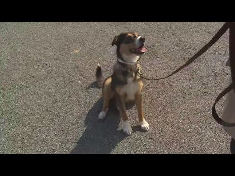 CDC updates rules for dogs coming into the U.S.