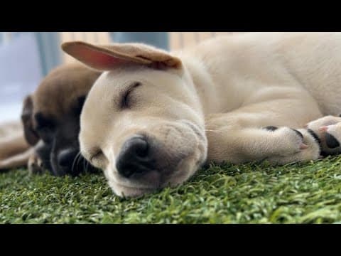 Love animals? Take part in San Diego Humane Society's 'Day of Giving'