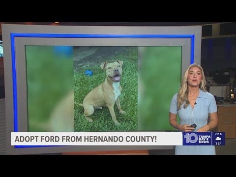 Give Ford from Hernando County a fur-ever home!