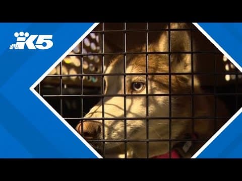 Dozens of animals from LA area shelters now at Seattle Humane