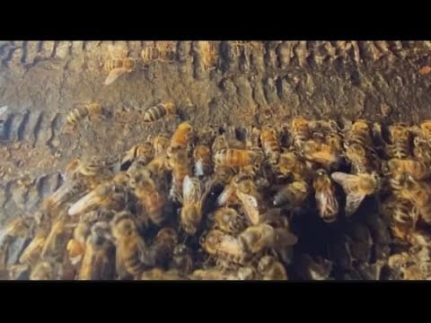 Are honeybees hogging all the pollen?