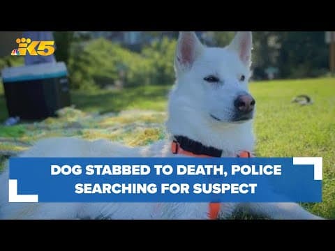 Dog brutally stabbed to death in backyard of Olympia home