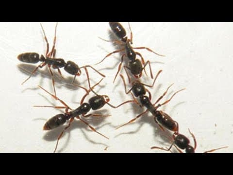 Asian needle ants detected in multiple states, including Texas