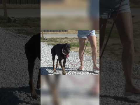 Kentucky family reunited with dog 4 months after EF-4 tornado separated them