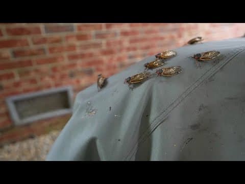 Historic cicada invasion starts across the nation