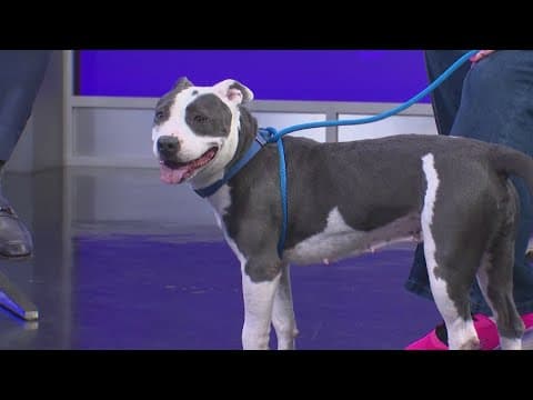 Tailwaggers: Meet Evie