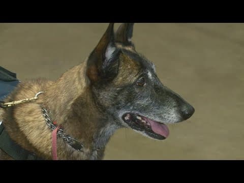 Virginia Task Force 1 search dogs deployed in Texas flooding recovery