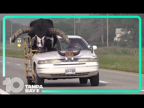 Police pull over car with giant bull riding shotgun