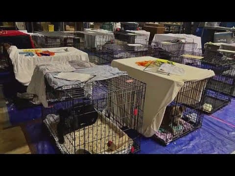 DC animal shelter volunteers fired for speaking out about conditions, they say