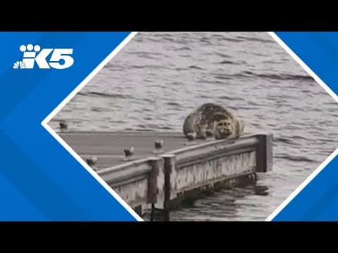 Harbor seal pupping season is underway