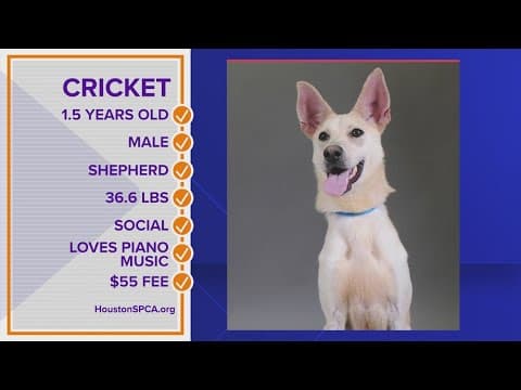Meet Cricket! Your Pawfect Match!