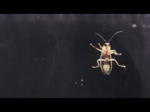 Great Smoky Mountains firefly lottery now open