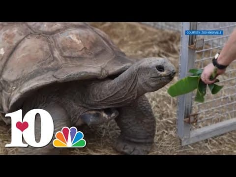 Big Al returns to public this summer at Zoo Knoxville