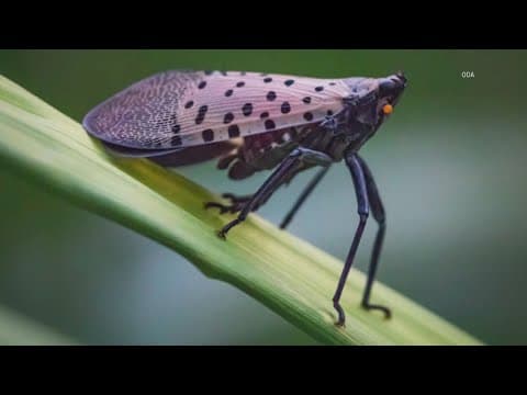 Spotted lanternflies: What are they and why are they considered a pest