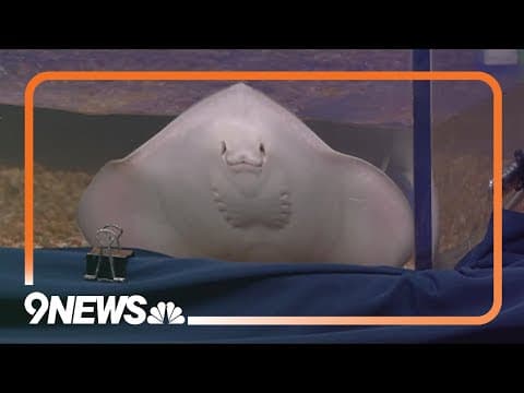 Sunrise Safari | Southern stingray