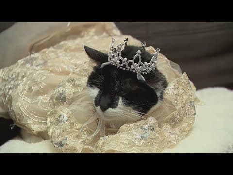 Family holds Quinceañera for a special cat