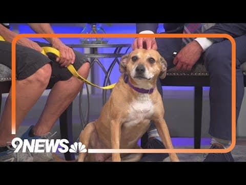 Energetic 8-year-old lab mix looking for forever home