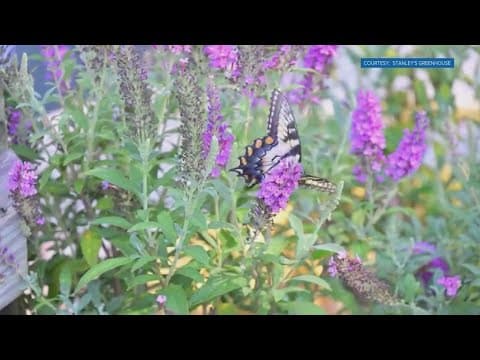 South Knoxville Butterfly Festival takes flight this weekend