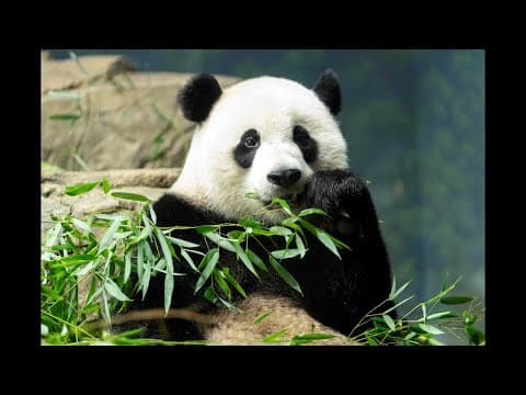 Pandas at the National Zoo Before 2023 Departure