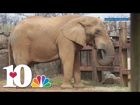 Zoo Knoxville moves Tonka the elephant into hospice care