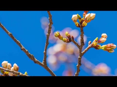 DC CHERRY BLOSSOMS: Live look at the Tidal Basin as the trees hit stage 3