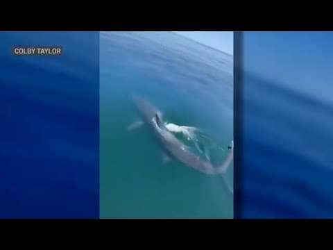 Shark crashes bachelorette party off New Hampshire coast