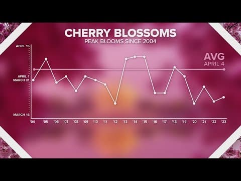 How cherry blossoms are impacted by climate chnge