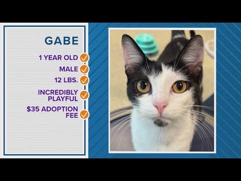 Could Gabe be your Pawfect Match?