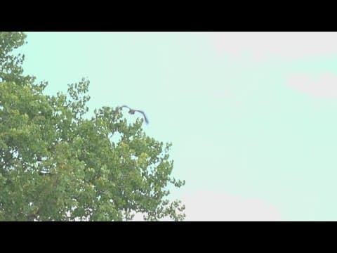 Baby bald eagle released back into wild after falling from nest earlier this month