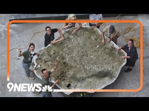 Denver museum exhibits one of the most complete Triceratops fossils ever found