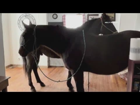 Woman brings horses inside house to stay warm