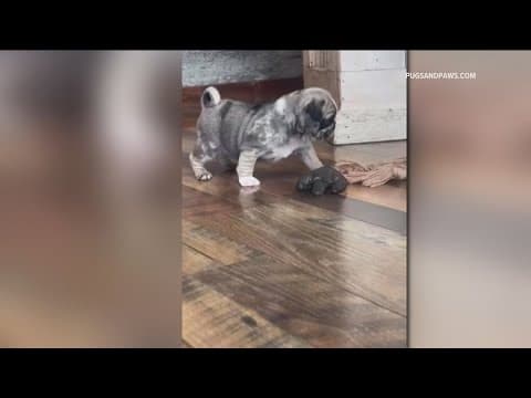 San Diego family scammed while trying to find a new puppy