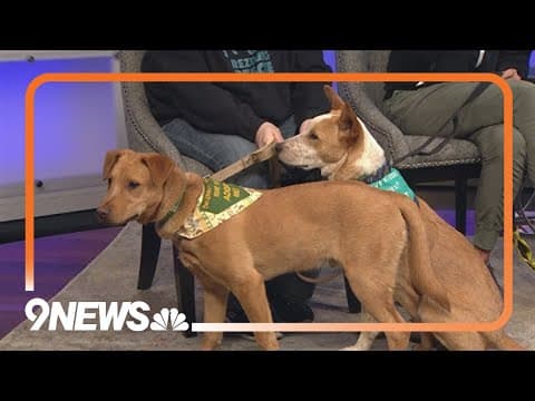 Looking to adopt a pup? These adorable brothers are looking for a forever home