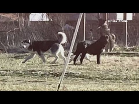 Marion Co. residents concerned about loose dogs; animal welfare organizations create survey to help