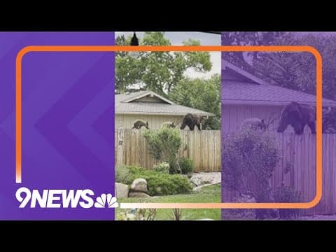 Video captures mama bear and cubs strolling between Boulder homes
