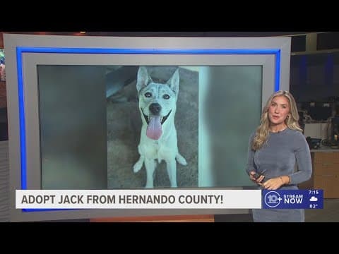Give Jack from Hernando County a fur-ever home!