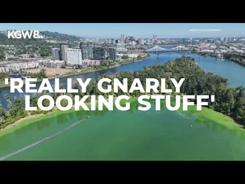 Willamette River, Ross Island Lagoon under advisory with algae bloom