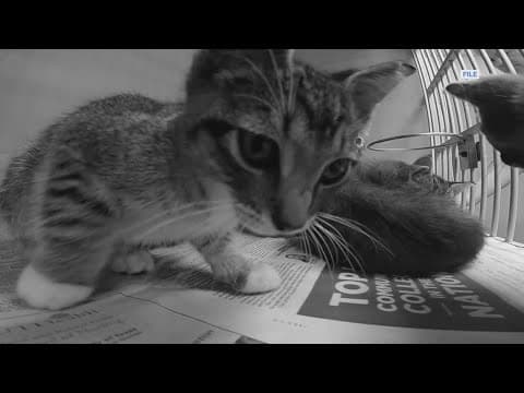 Coyotes blamed for at least 3 cat deaths in Houston's East End