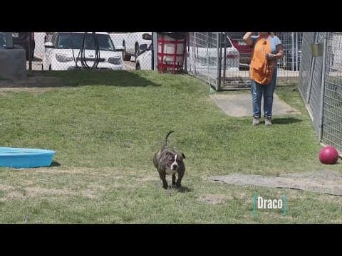 Tailwaggers: Meet Draco