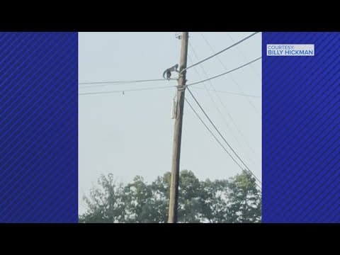 Capuchin Monkey remains on the loose after escaping North Carolina zoo earlier this week