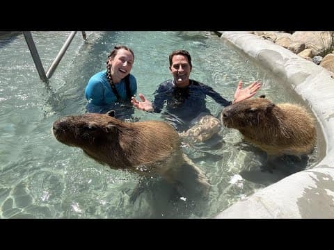 CAPYHOUR | Swimming with capybaras supports Make-A-Wish kids