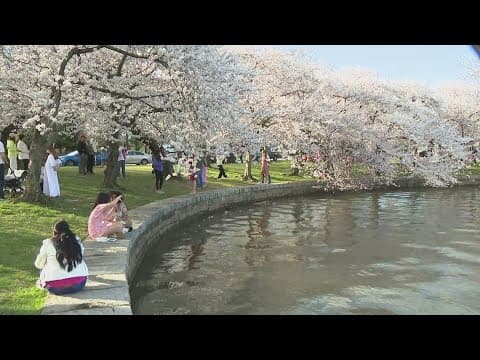 Peak Bloom arrives at DC's Tidal Basin